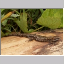 Zootoca vivipara - Waldeidechse 04.jpg